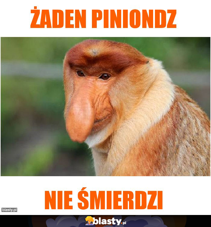 ŻADEN PINIONDZ