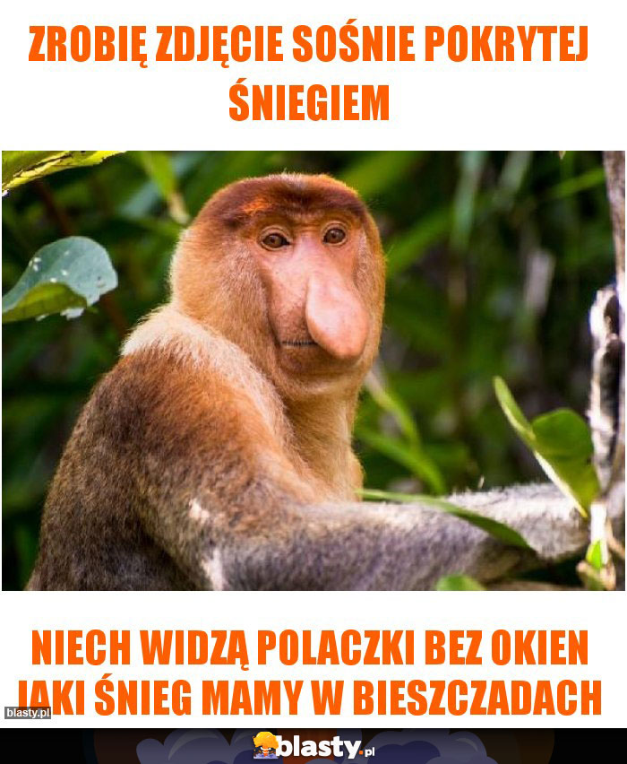 Zrobię zdjęcie sośnie pokrytej śniegiem