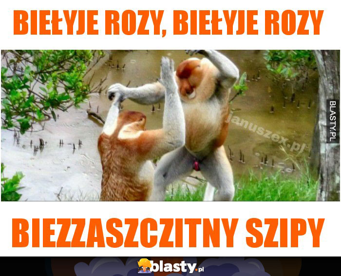 Biełyje rozy, biełyje rozy