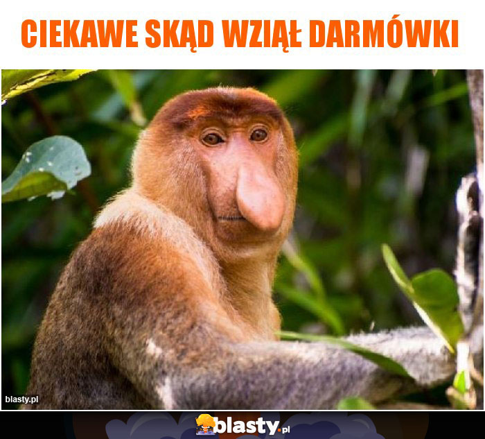 Ciekawe skąd wziął darmówki