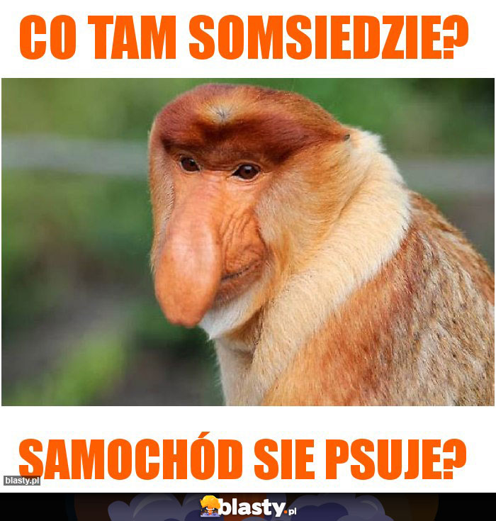 Co tam somsiedzie?