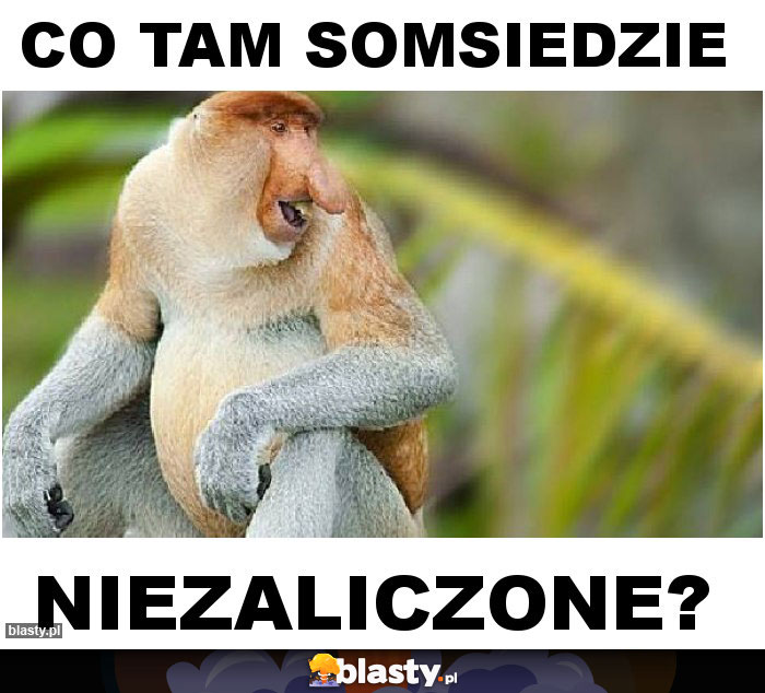 Co tam somsiedzie