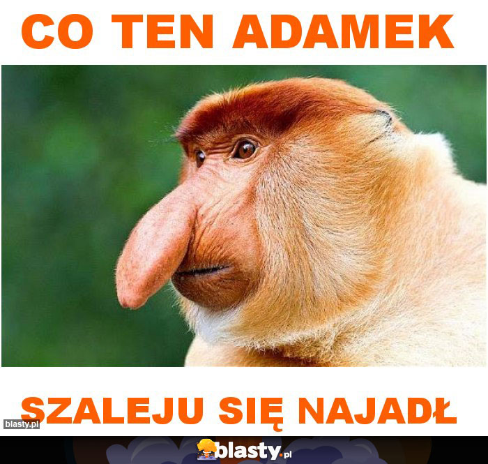 CO TEN ADAMEK