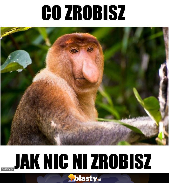 Co zrobisz