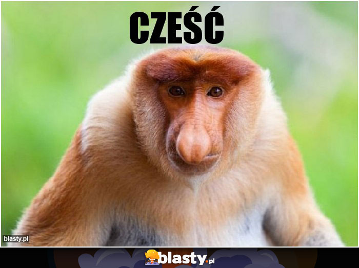 Cześć