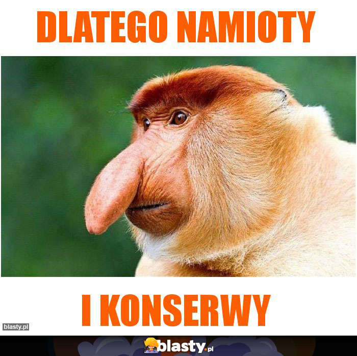 dlatego namioty