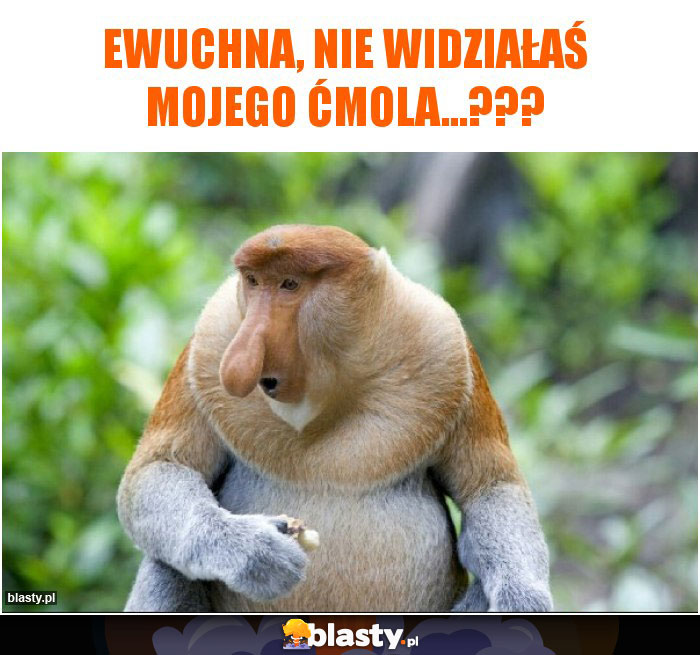 Ewuchna, nie widziałaś mojego ćmola...???