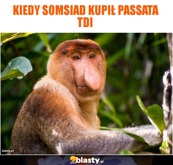 Kiedy somsiad kupił passata tdi