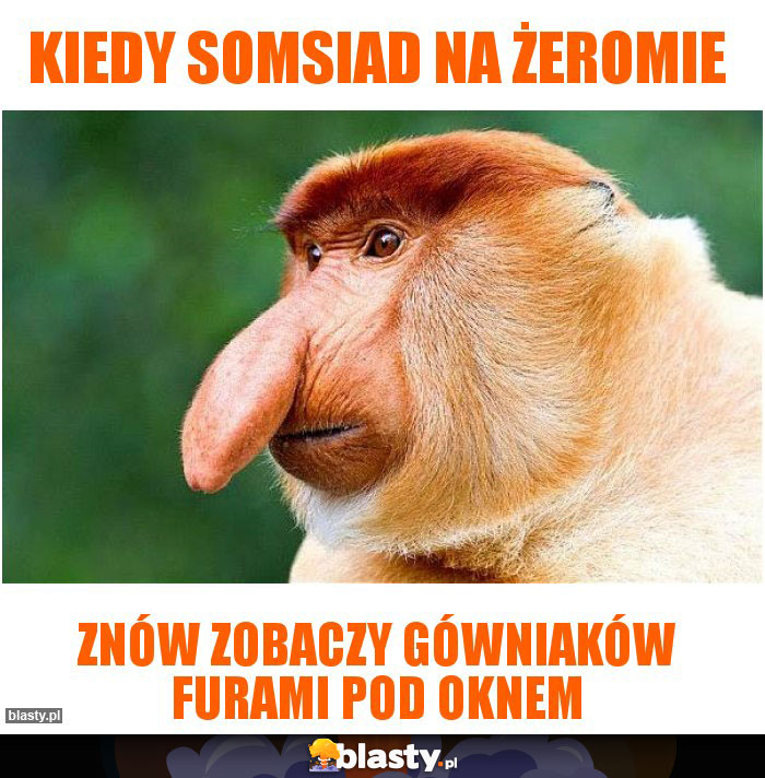 kiedy somsiad na żeromie