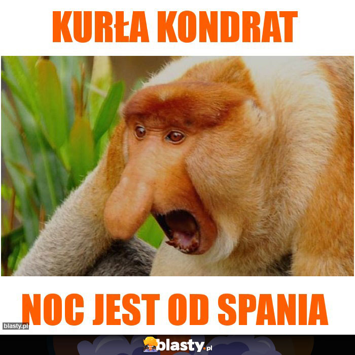kurła kondrat