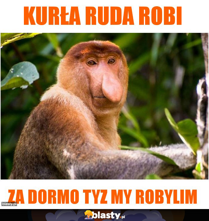 Kurła Ruda robi