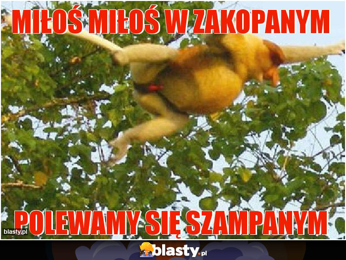 Miłoś miłoś w zakopanym