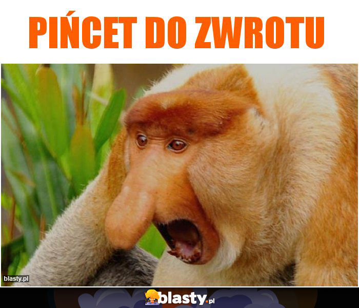 Pińcet do zwrotu