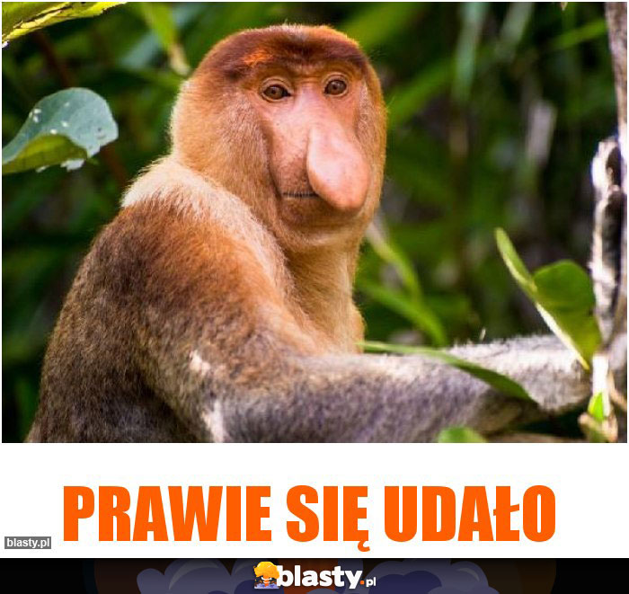 PRAWIE SIĘ UDAŁO