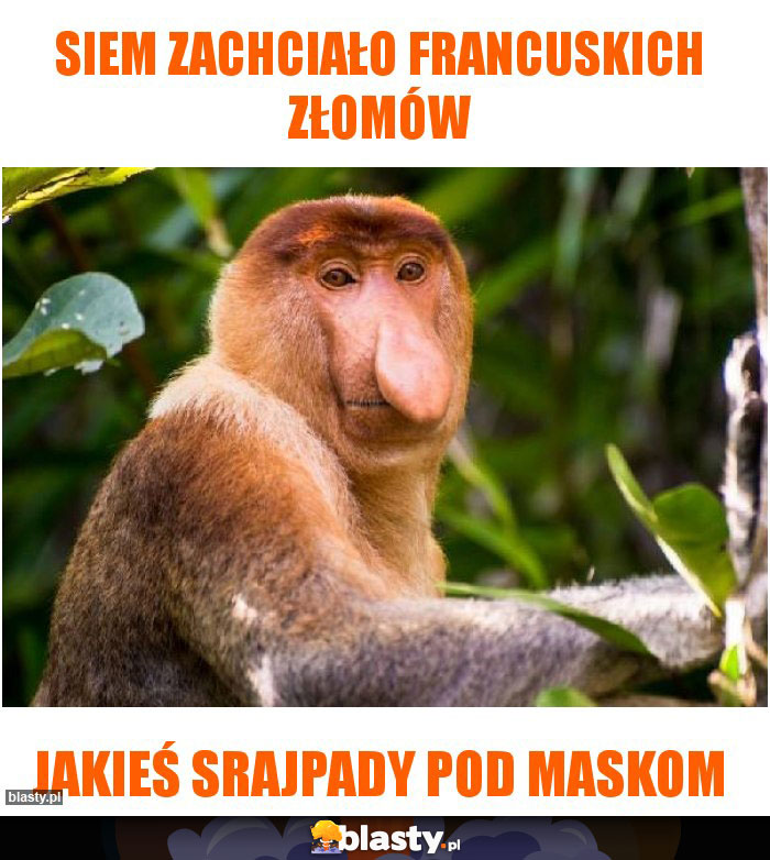 Siem zachciało francuskich złomów