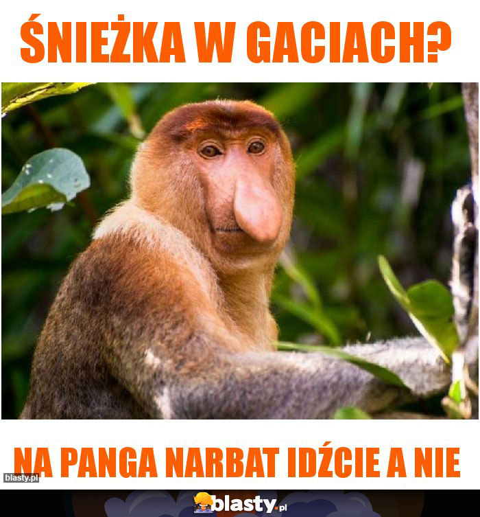 Śnieżka w gaciach?