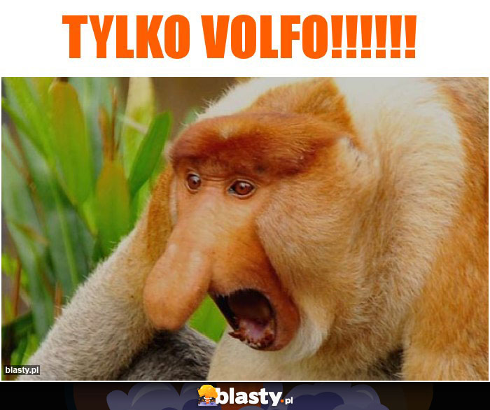 tylko volfo!!!!!!