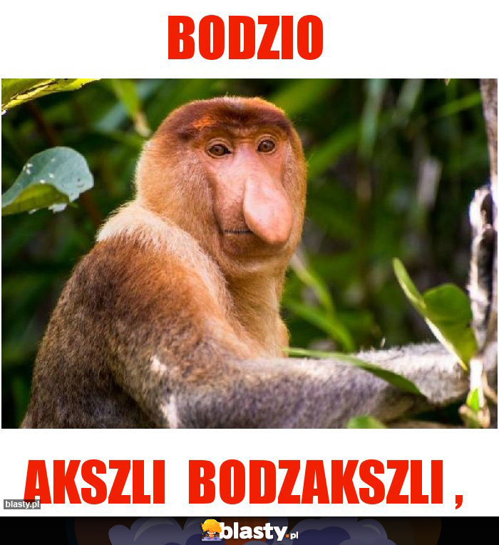 Bodzio