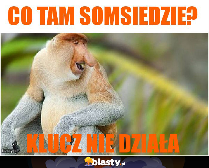 co tam somsiedzie?