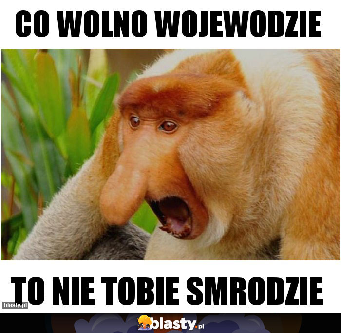 Co wolno wojewodzie