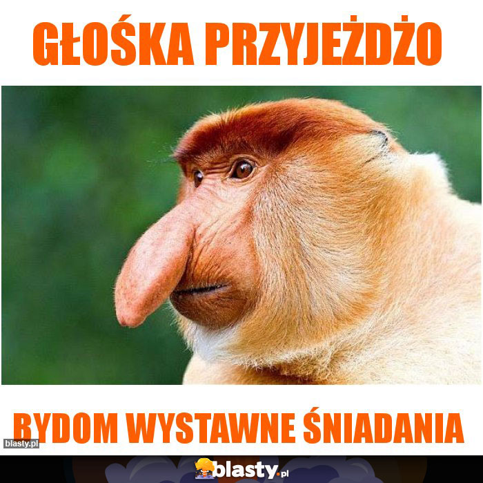 Głośka przyjeżdżo