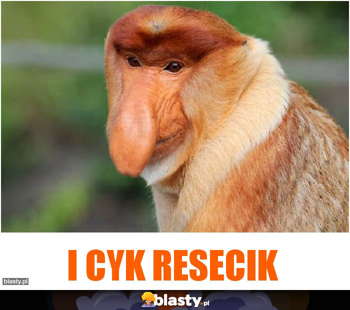 I cyk resecik