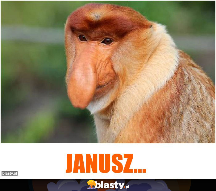 JANUSZ...