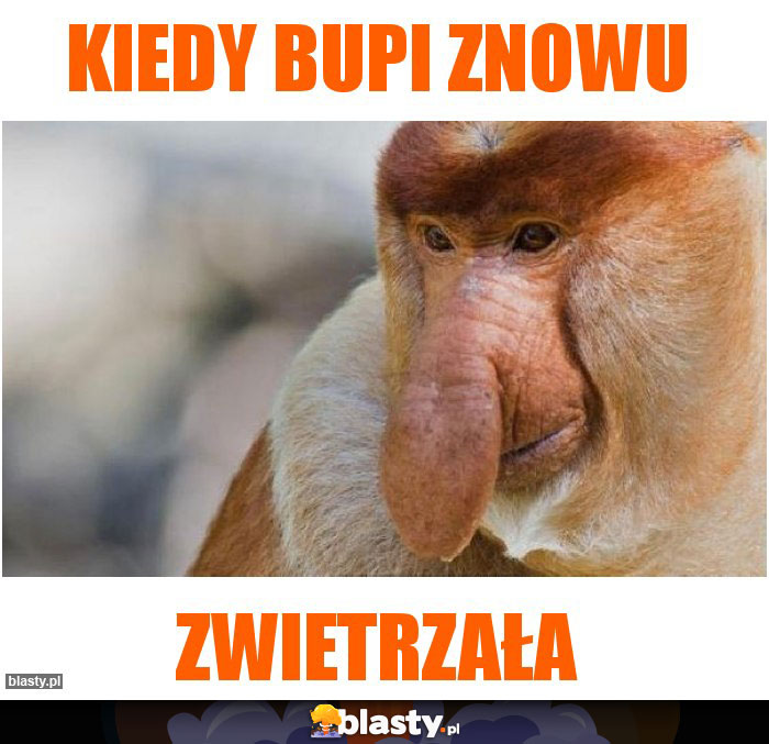 Kiedy bupi znowu