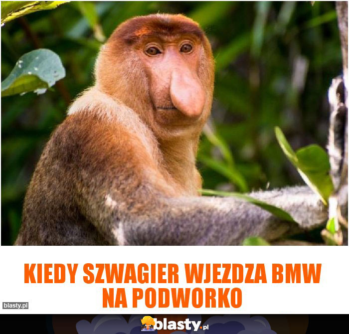 Kiedy szwagier wjezdza BMW na podworko