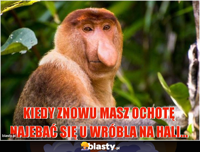 Kiedy znowu masz ochotę najebać się u Wróbla na hali...