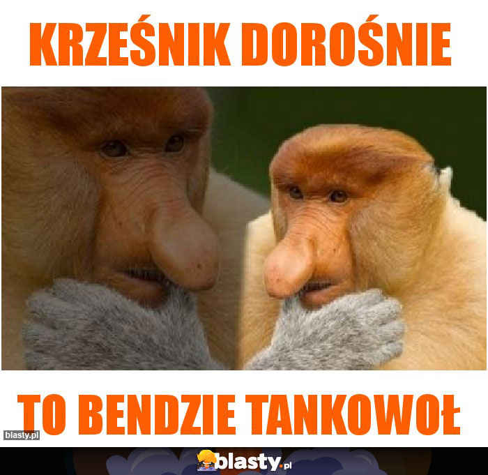 KRZEŚNIK DOROŚNIE