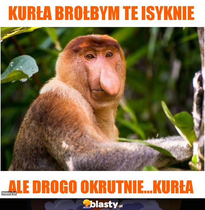 Kurła brołbym te isyknie