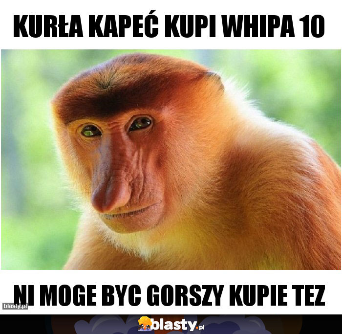 kurła kapeć kupi whipa 10