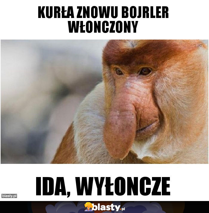 Kurła znowu bojrler włonczony