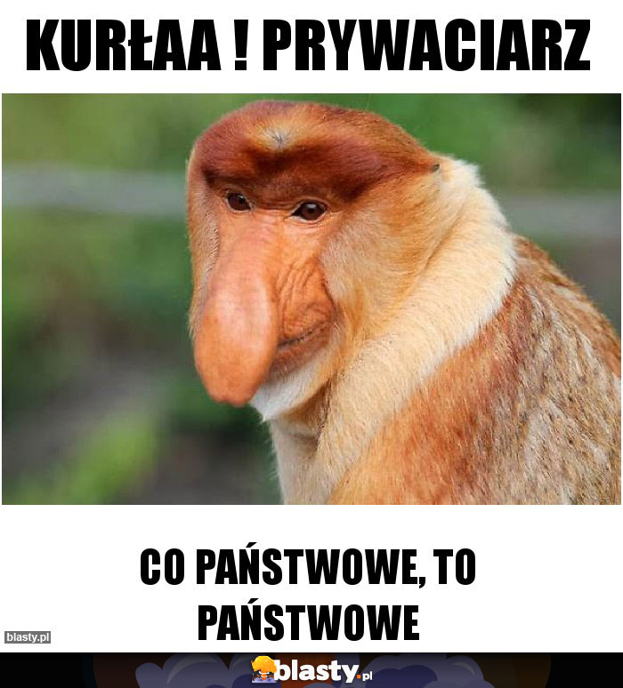 KURŁAA ! PRYWACIARZ