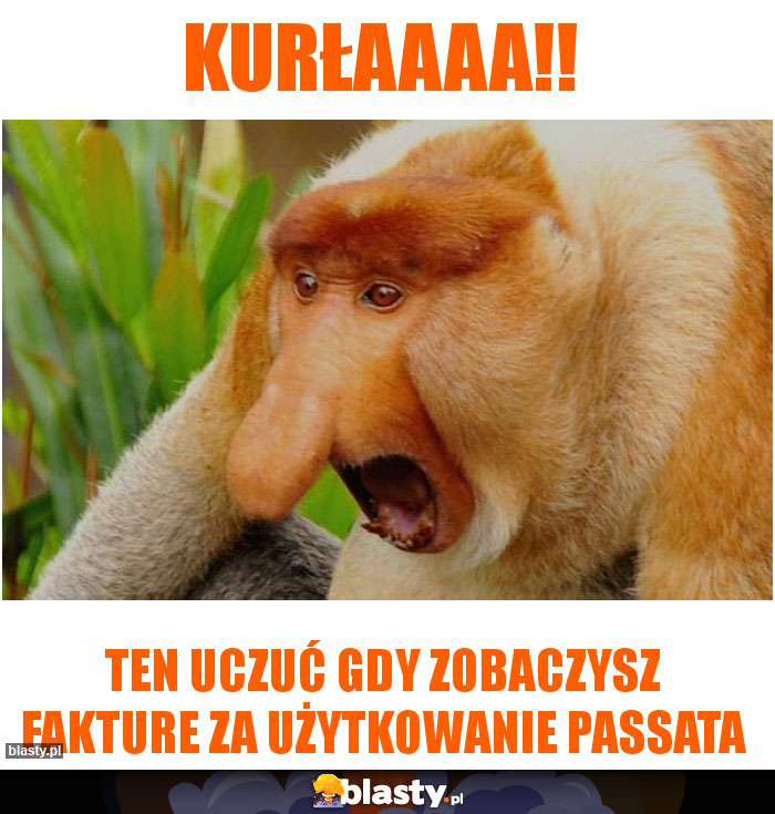 Kurłaaaa!!