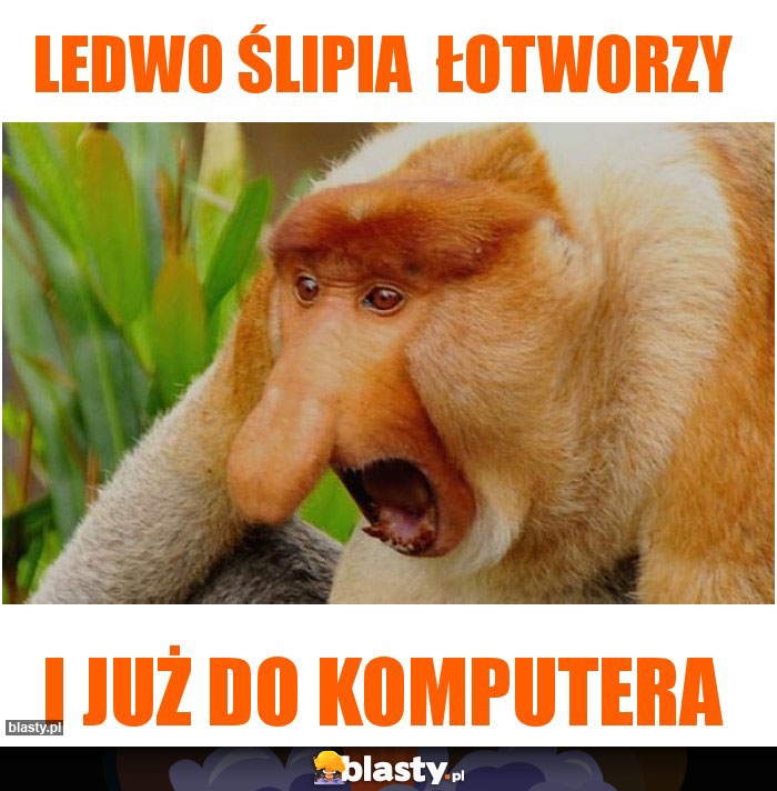 Ledwo ślipia  łotworzy