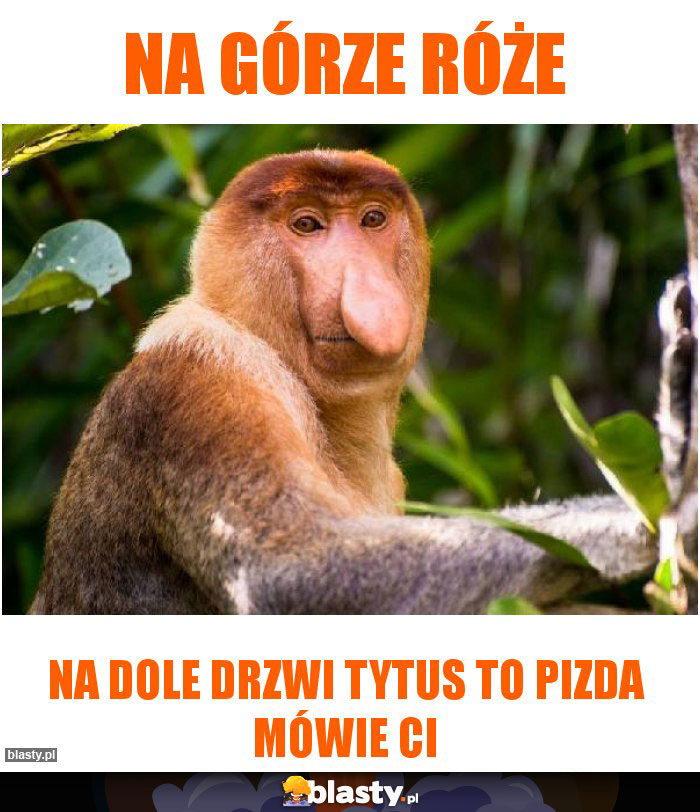 na górze róże