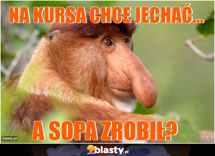 na kursa chce jechać...