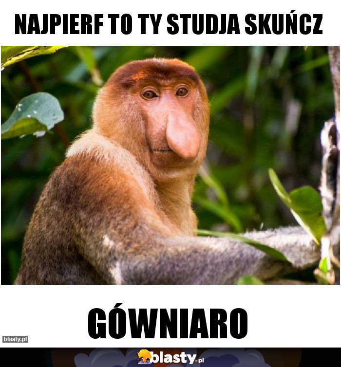 Najpierf to ty studja skuńcz