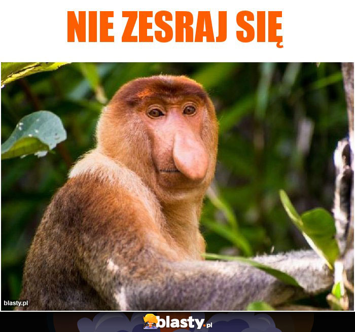 nie zesraj się