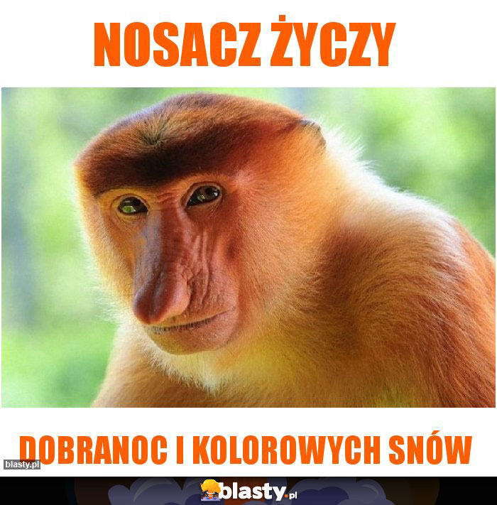 Nosacz życzy