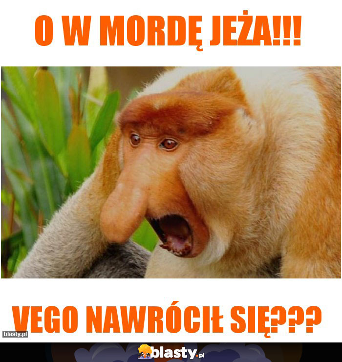 O w mordę jeża!!!