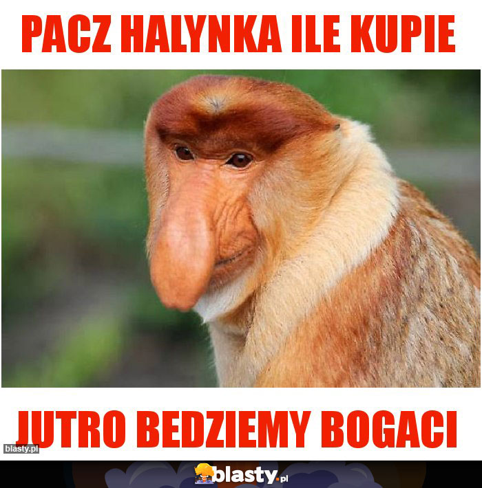 PACZ HALYNKA ILE KUPIE