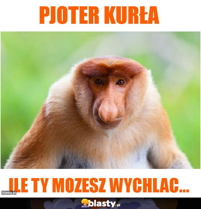 Pjoter kurła