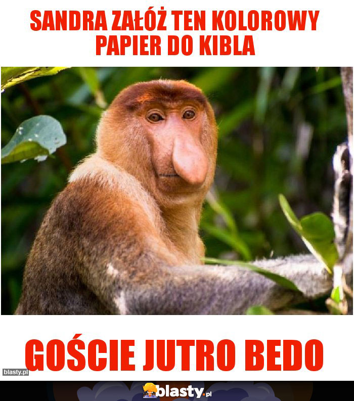 Sandra załóż ten kolorowy papier do kibla