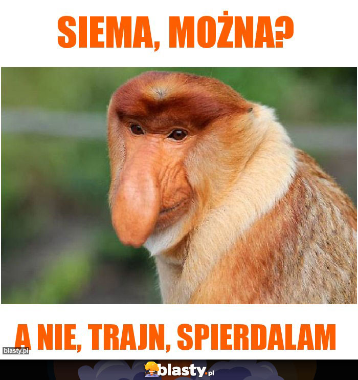 Siema, można?