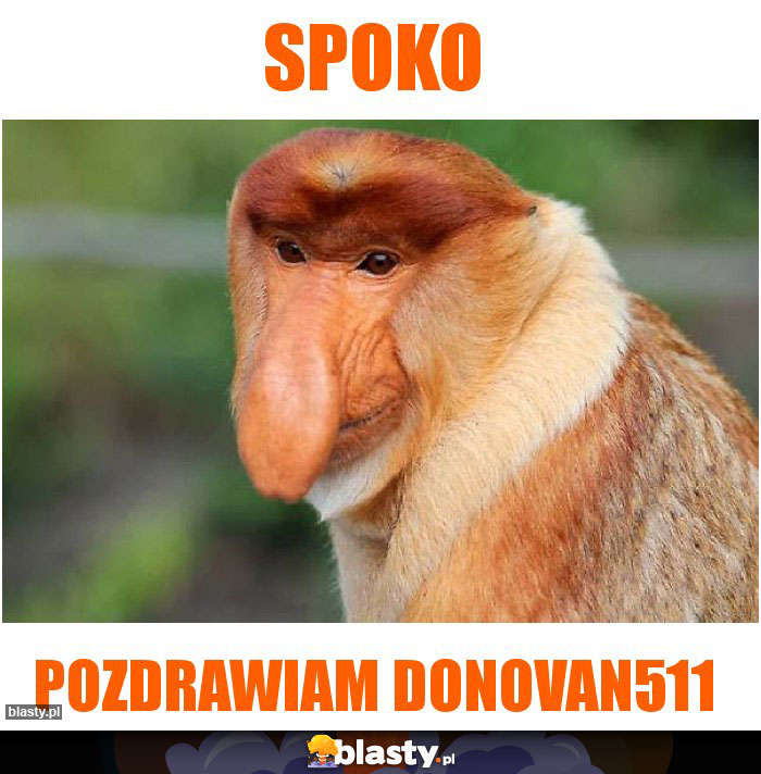 spoko