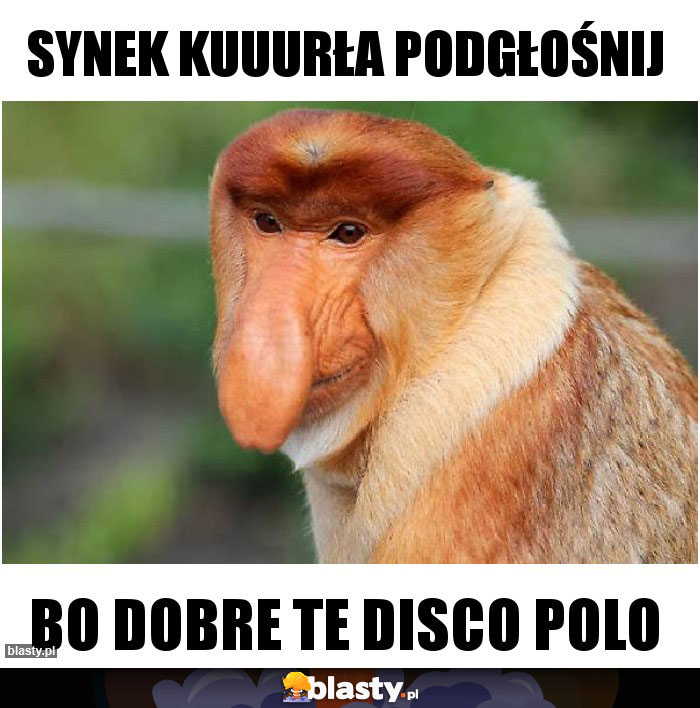 synek kuuurła podgłośnij