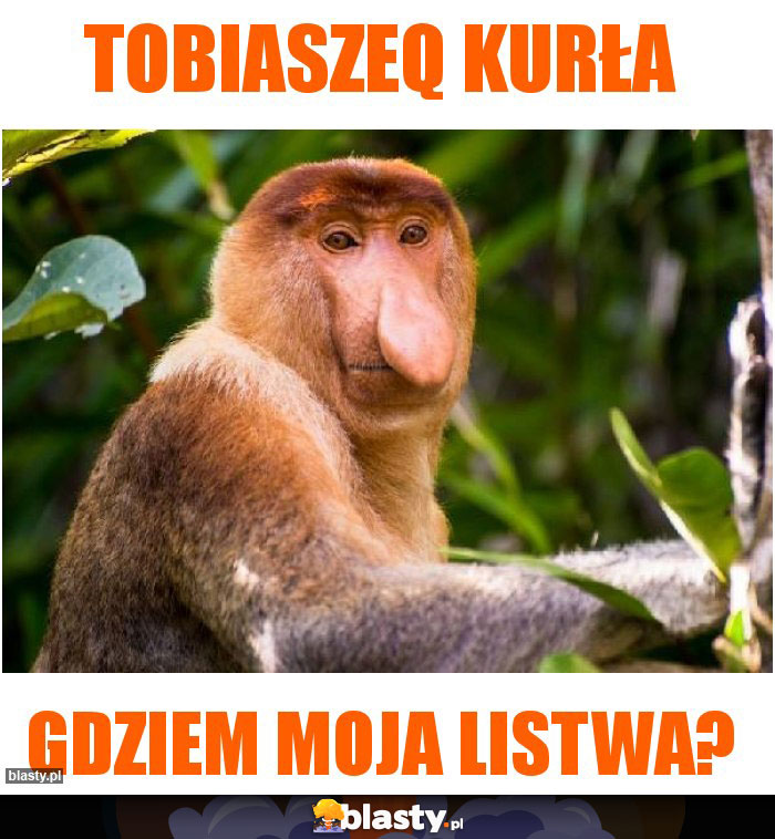 TobiaszeQ kurła